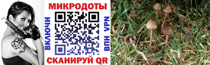 Псилоцибиновые грибы мухоморы Купить Солигалич